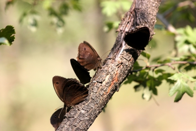 Assembramenti di farfalle